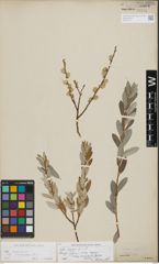 Foto von Salix repens L.